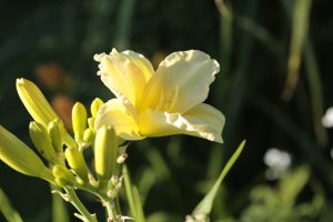 Taglilie So Loveley, zartes Gelb, stark verzweigt, viele Knospen